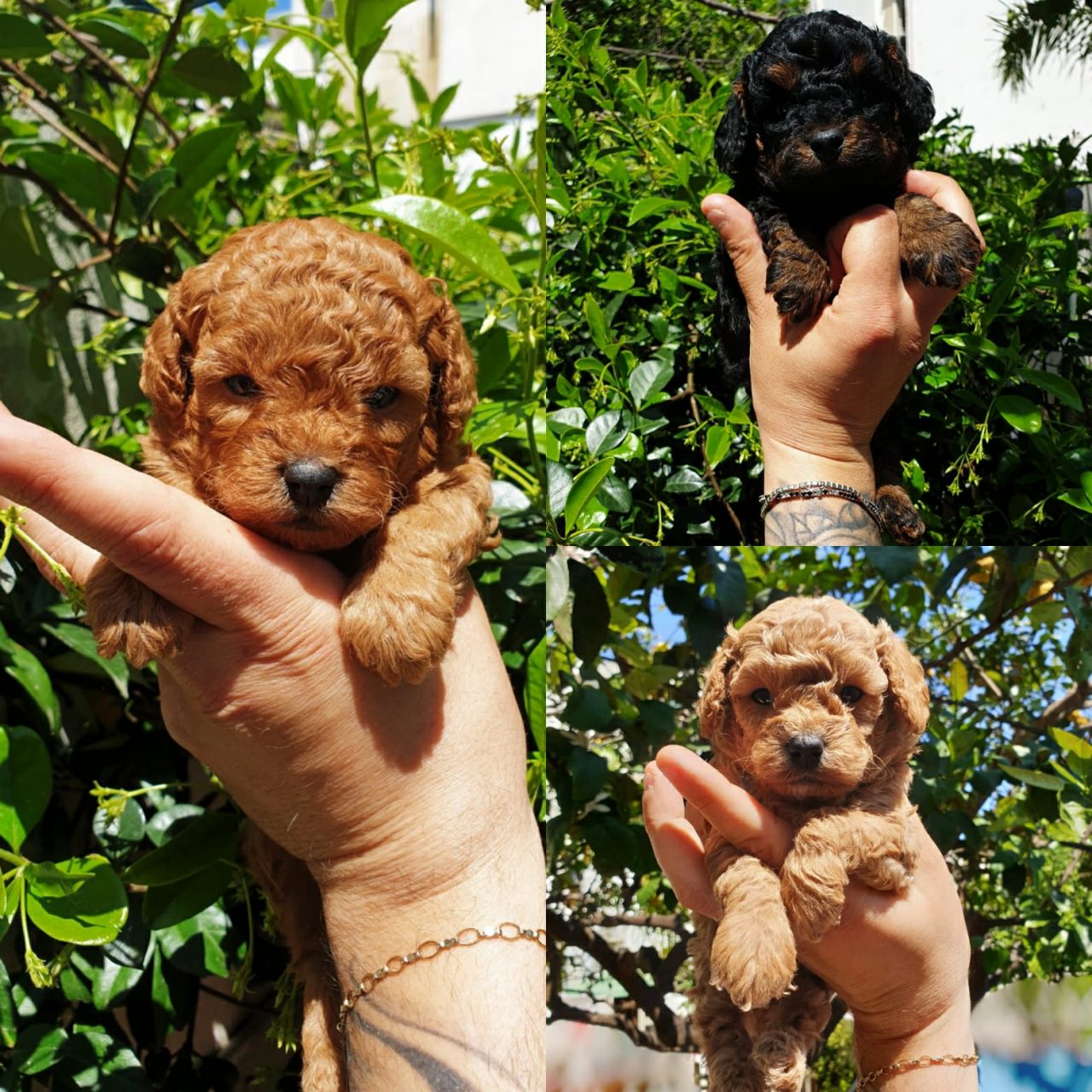 Barbone - Eyes To Love - allevamento cuccioli barboncini toy e nano ...