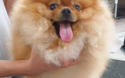 IL CANE ANSIMA QUANDO FA CALDO