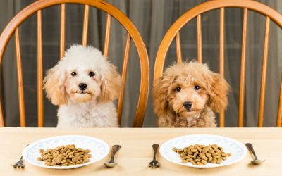 L’alimentazione nei cani