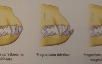 La dentatura dei cani