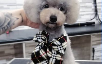 La Toelettatura del cane