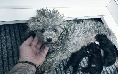 1 Barbone Toy (Silver)