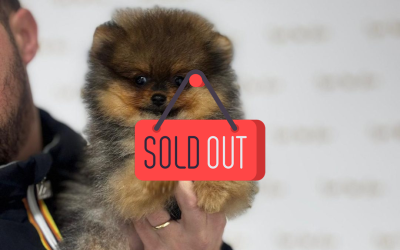 1 Cucciolo Spitz Tedesco Nano