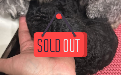 1 Barbone Toy (Silver)