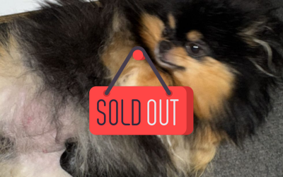 1 Spitz di Pomerania Tedesco nano (Black and Tan)