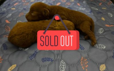 1 Barbone Toy (Fulvo)