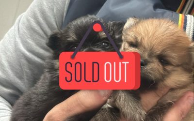 2 Spitz di Pomerania
