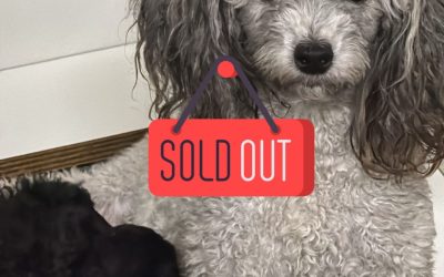 1 Barbone Toy (Silver)