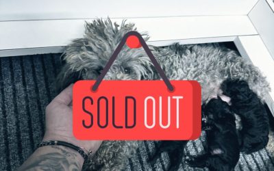 1 Barbone Toy (Silver)