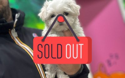 1 Maltese Coreano