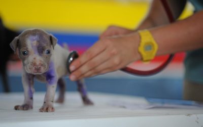 PEDIGREE E SALUTE DEL CANE