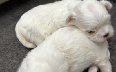 1 Maltese Coreano
