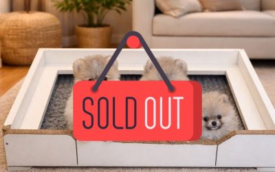 2 Spitz di Pomerania