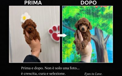 🐩 Il barbone non cambia