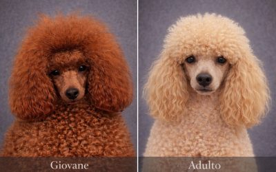 🐩 Il Barboncino Rosso: realtà genetica e evoluzione del colore