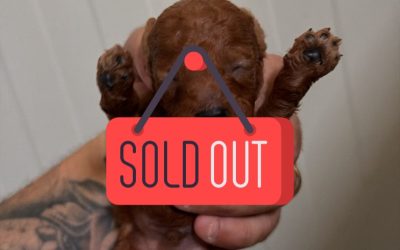 1 Barbone Toy (Fulvo)