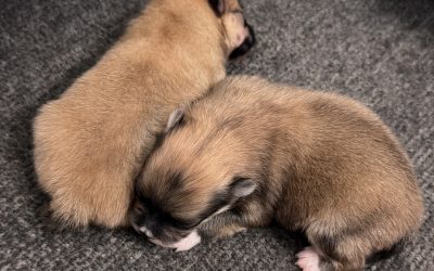 2 Spitz di Pomerania